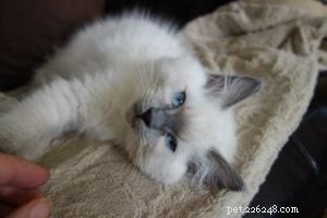Baxter, Ragdoll Kitten of the Month – A Perfect Companion
