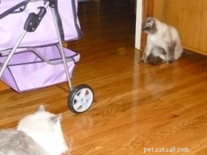 Tessa, Blue Bi‑Color Ragdoll: A New Chapter With Her Himalayan‑Siamese Brother