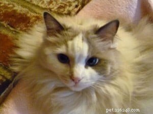 Baxter, Ragdoll Kitten of the Month – A Perfect Companion