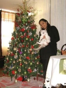 How to Keep Cats Safe from Holiday Plant Hazards – A Cat Owner s Guide