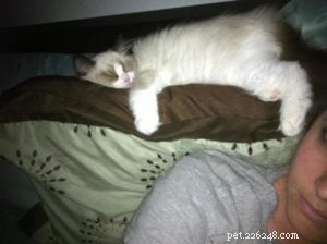 Audi – The Ragdoll of the Week: A Heartfelt Tribute