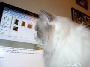 Tessa, Blue Bi‑Color Ragdoll: A New Chapter With Her Himalayan‑Siamese Brother