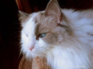 Tessa, Blue Bi‑Color Ragdoll: A New Chapter With Her Himalayan‑Siamese Brother