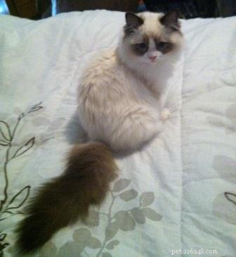 Audi – The Ragdoll of the Week: A Heartfelt Tribute