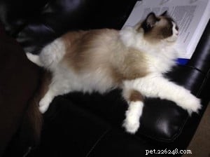Audi – The Ragdoll of the Week: A Heartfelt Tribute