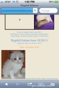 Audi – The Ragdoll of the Week: A Heartfelt Tribute