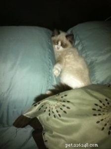 Audi – The Ragdoll of the Week: A Heartfelt Tribute