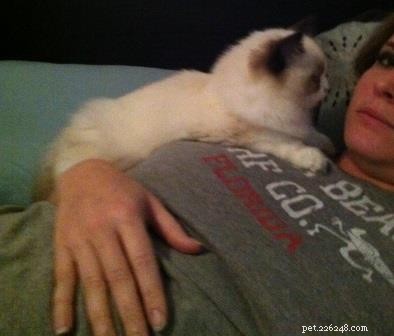 Audi – The Ragdoll of the Week: A Heartfelt Tribute