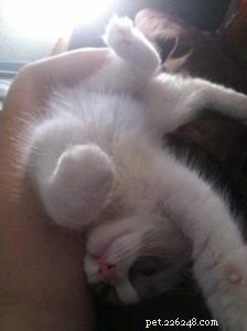Audi – The Ragdoll of the Week: A Heartfelt Tribute