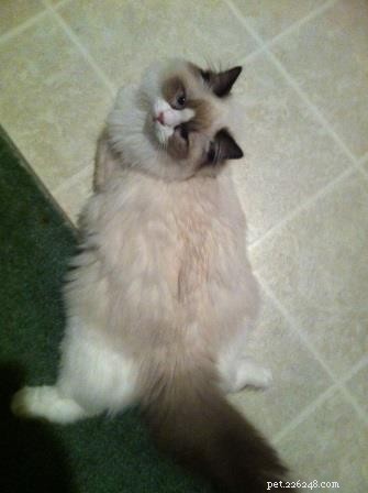 Audi – The Ragdoll of the Week: A Heartfelt Tribute