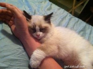 Audi – The Ragdoll of the Week: A Heartfelt Tribute