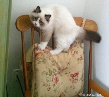 Audi – The Ragdoll of the Week: A Heartfelt Tribute