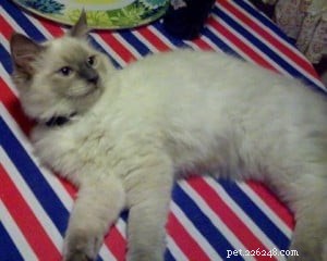 Meet Alexander: The Charming Blue Point Ragdoll of the Week