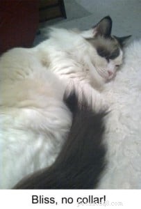 Meet Sophie: The Resilient Ragdoll Cat of the Week