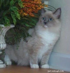 Meet Alexander: The Charming Blue Point Ragdoll of the Week