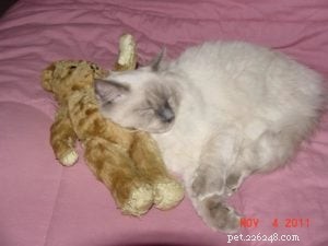 Meet Alexander: The Charming Blue Point Ragdoll of the Week