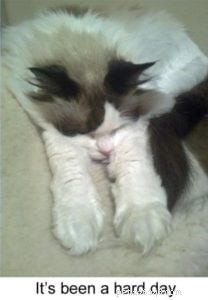 Meet Sophie: The Resilient Ragdoll Cat of the Week