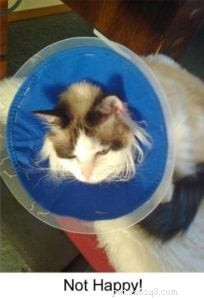Meet Sophie: The Resilient Ragdoll Cat of the Week