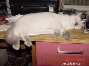 Meet Alexander: The Charming Blue Point Ragdoll of the Week