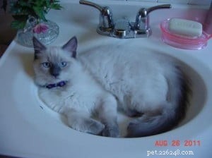 Meet Alexander: The Charming Blue Point Ragdoll of the Week