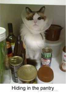 Meet Sophie: The Resilient Ragdoll Cat of the Week