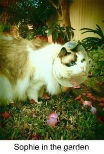 Meet Sophie: The Resilient Ragdoll Cat of the Week
