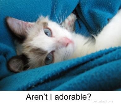 Meet Sophie: The Resilient Ragdoll Cat of the Week