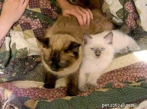 Meet Alexander: The Charming Blue Point Ragdoll of the Week