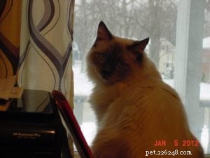 Meet Alexander: The Charming Blue Point Ragdoll of the Week