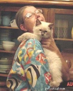 Meet Alexander: The Charming Blue Point Ragdoll of the Week