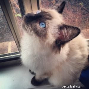 Meet Hendrix: The Ragdoll Kitten with a Rock‑and‑Roll Spirit