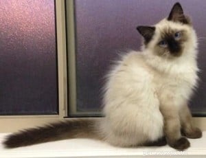 Meet Hendrix: The Ragdoll Kitten with a Rock‑and‑Roll Spirit