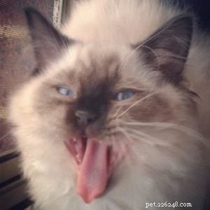 Meet Hendrix: The Ragdoll Kitten with a Rock‑and‑Roll Spirit