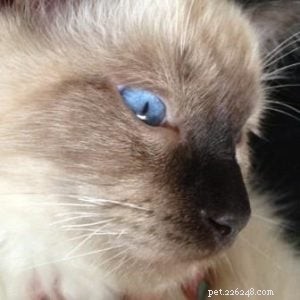 Meet Hendrix: The Ragdoll Kitten with a Rock‑and‑Roll Spirit