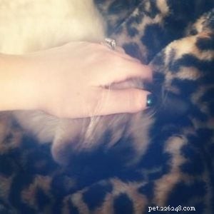 Meet Hendrix: The Ragdoll Kitten with a Rock‑and‑Roll Spirit
