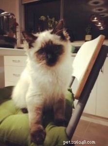 Meet Hendrix: The Ragdoll Kitten with a Rock‑and‑Roll Spirit