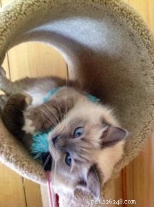 Meet Anya: The Stunning Ragdoll of the Week