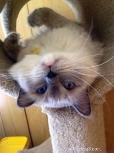 Meet Anya: The Stunning Ragdoll of the Week