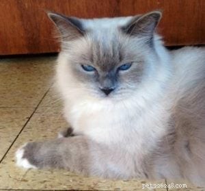 Meet Anya: The Stunning Ragdoll of the Week