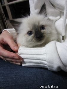 Jarrah – The Ragdoll Bringing Joy to Homes