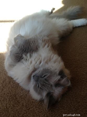 Meet Anya: The Stunning Ragdoll of the Week