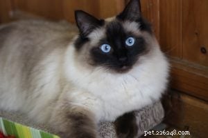 Jarrah – The Ragdoll Bringing Joy to Homes