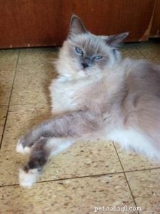 Meet Anya: The Stunning Ragdoll of the Week