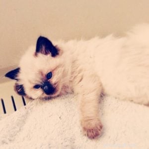 Meet Hendrix: The Ragdoll Kitten with a Rock‑and‑Roll Spirit