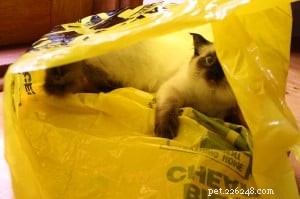 Jarrah – The Ragdoll Bringing Joy to Homes