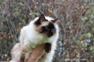 Jarrah – The Ragdoll Bringing Joy to Homes
