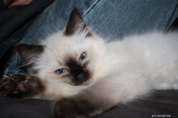 Jarrah – The Ragdoll Bringing Joy to Homes