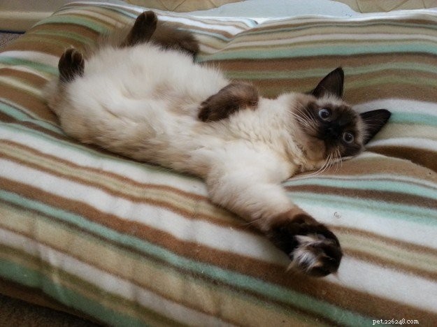 Jarrah – The Ragdoll Bringing Joy to Homes