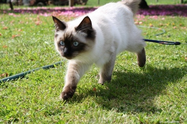 Jarrah – The Ragdoll Bringing Joy to Homes