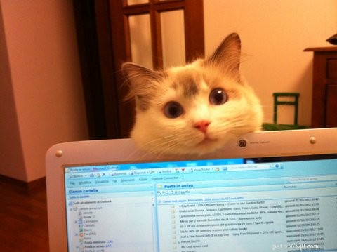 Remembering Abby: Tribute to Our Beloved Ragdoll